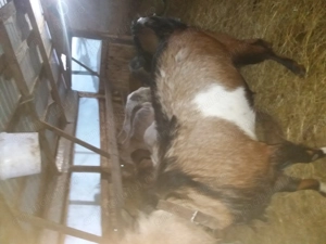 Tap si iezi de anul trecut - imagine 4