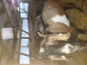 Tap si iezi de anul trecut - imagine 3