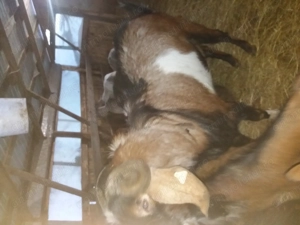 Tap si iezi de anul trecut - imagine 2