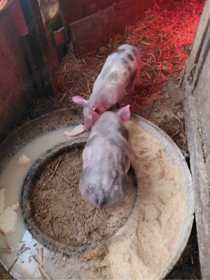 Vand purcei pietrain - imagine 4