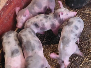 Vand purcei pietrain