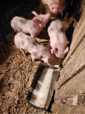 Vand purcei pietrain - imagine 5