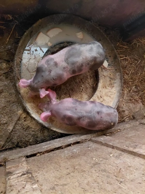 Vand purcei pietrain - imagine 3