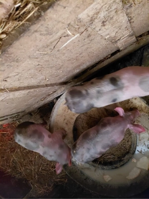 Vand purcei pietrain - imagine 2