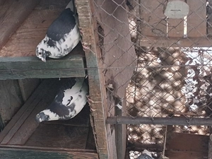 Găini pitice deosebit de frumoase și tinere. - imagine 5