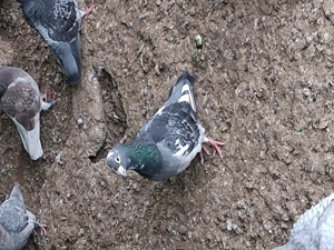 Găini pitice deosebit de frumoase și tinere. - imagine 4