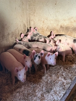 purcei 25-30kg - 12 saptamani