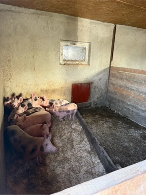 purcei 25-30kg - 12 saptamani - imagine 2