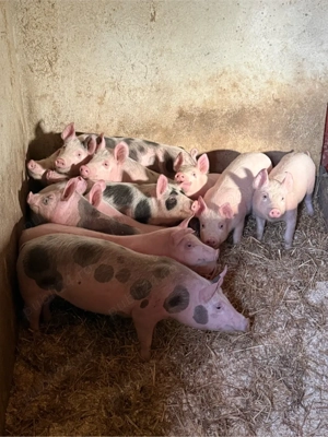 purcei 25-30kg - 12 saptamani - imagine 3