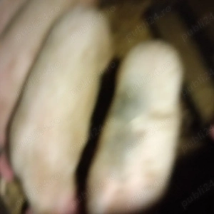 vind porci și purcei marele alb  - imagine 2