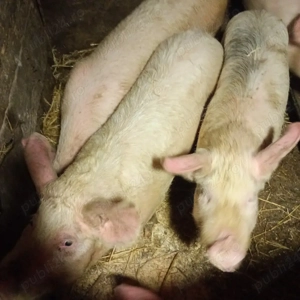 vind porci și purcei marele alb  - imagine 3