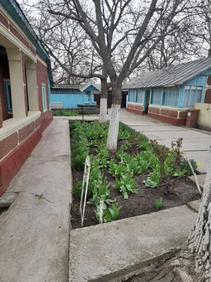 Casa+2 terenuri intravilane Tufesti  - imagine 2