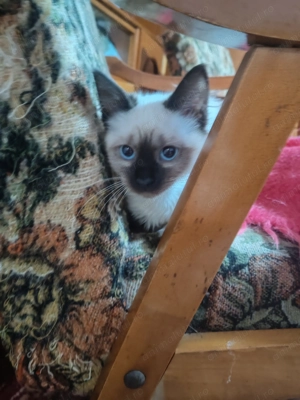 Vând pusicuti birmanezi - imagine 2