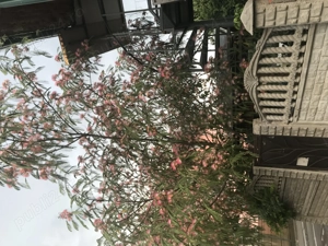 Schimb casă 6 camere veche renovată Bdul Pieptănari cu vilă nouă minimum 4 camere  - imagine 2