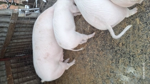 Porci soldani landras pur - imagine 2