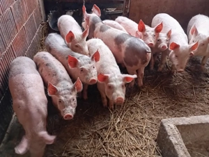 Purceii de vânzare  - imagine 3