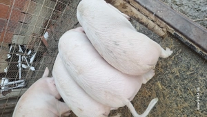 Porci soldani landras pur