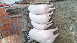 Porci soldani landras pur - imagine 4