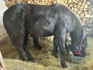 vand mânz din semingreu cu Huțul  - imagine 2