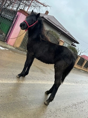 vand mânz din semingreu cu Huțul 