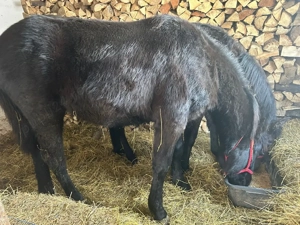 vand mânz din semingreu cu Huțul  - imagine 3