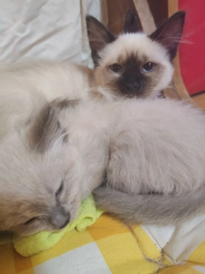 Vând pusicuti birmanezi - imagine 3