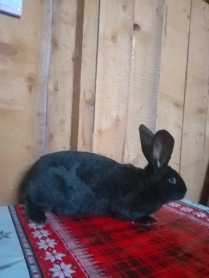 vand două iepuroaice mari de uriaș și un iepuroi mare de uriaș 