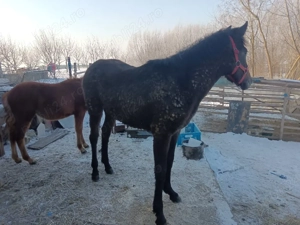 mânză 7 luni sură cuminte si blanda - imagine 3