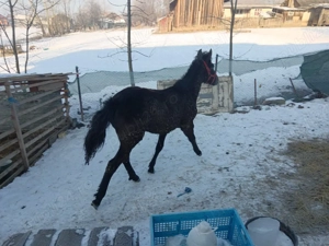 mânză 7 luni sură cuminte si blanda - imagine 4