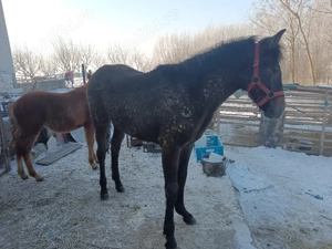 mânză 7 luni sură cuminte si blanda - imagine 2