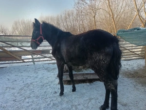 mânză 7 luni sură cuminte si blanda - imagine 5