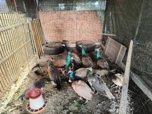 Pauni masculi 2 ani - imagine 3