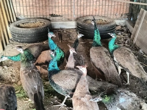 Pauni masculi 2 ani - imagine 2