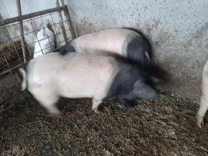 Vand scroafita si mascul 85 kg