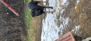 Disponibili 3 masculi - imagine 2