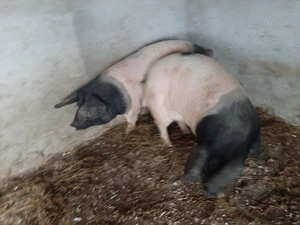 Vand scroafita si mascul 85 kg - imagine 3