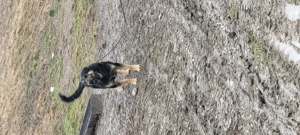 Disponibili 3 masculi - imagine 3