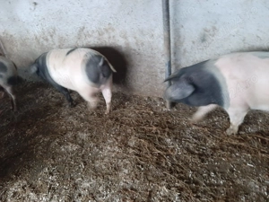 Vand scroafita si mascul 85 kg - imagine 4