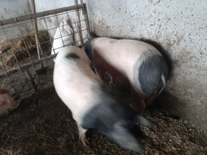 Vand scroafita si mascul 85 kg - imagine 2