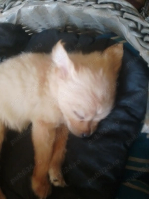 Chihuahua prietenul ideal - imagine 3