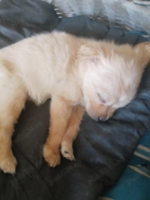 Chihuahua prietenul ideal - imagine 4