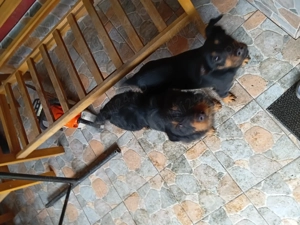 donez caini Jagdterrier