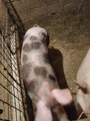 porci de vânzare 