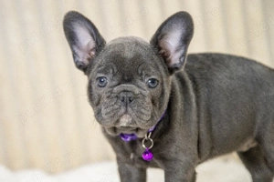 Bulldog Francez - blue, ochii albaștrii - posibilitate transport - buldog francez  - imagine 5
