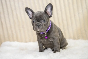 Bulldog Francez - blue, ochii albaștrii - posibilitate transport - buldog francez 
