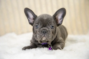 Bulldog Francez - blue, ochii albaștrii - posibilitate transport - buldog francez  - imagine 2