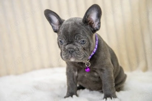 Bulldog Francez - blue, ochii albaștrii - posibilitate transport - buldog francez  - imagine 3