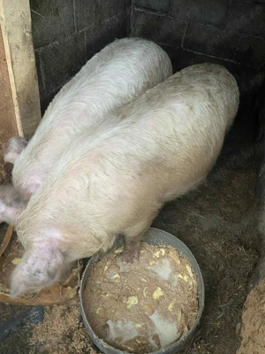 Vând porci - imagine 2