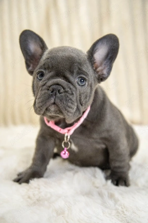 Bulldog Francez - blue, ochii albaștrii - posibilitate transport - buldog francez