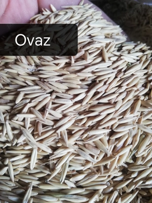 Vand Ovaz, In, Glants  Luceoasa 